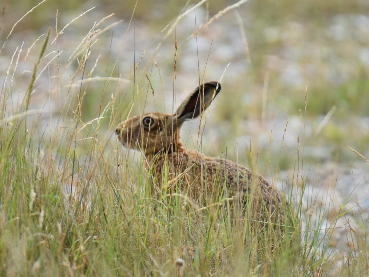 Orford Hare - Jeff Cunningham